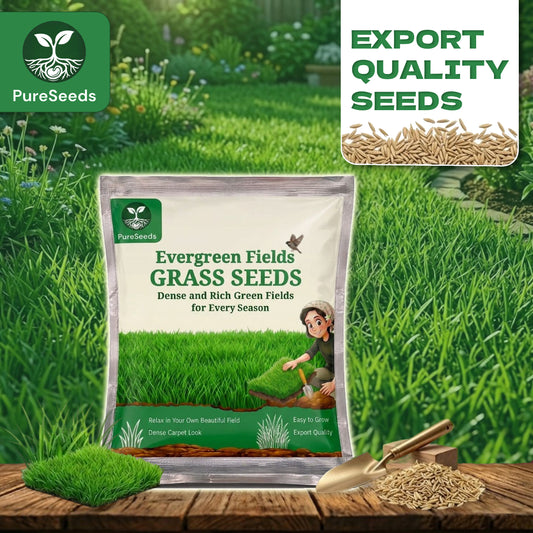 Evergreen Grass Seeds🌱
