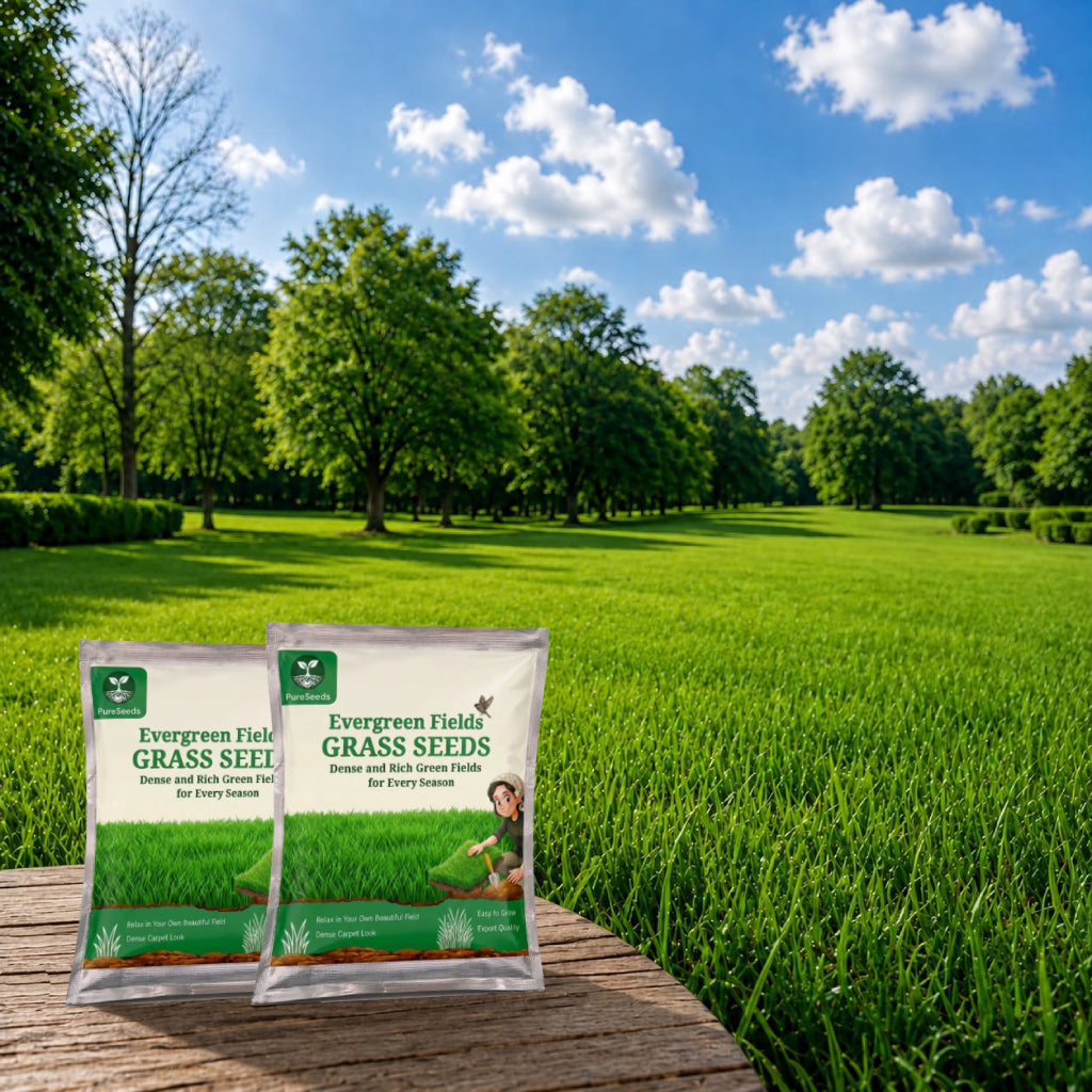Evergreen Grass Seeds🌱