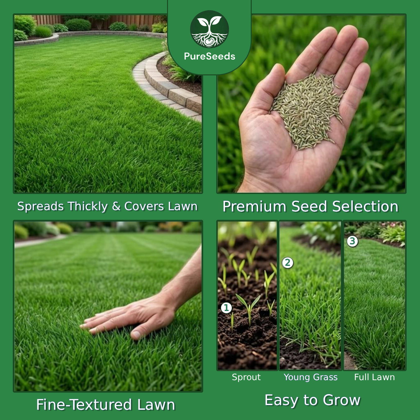 Evergreen Grass Seeds🌱