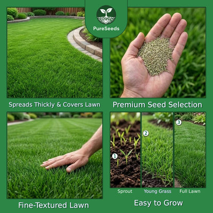 Evergreen Grass Seeds🌱