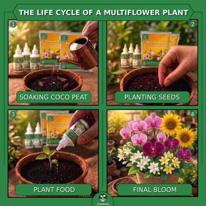 Mixed Flower Seeds Pack🌻