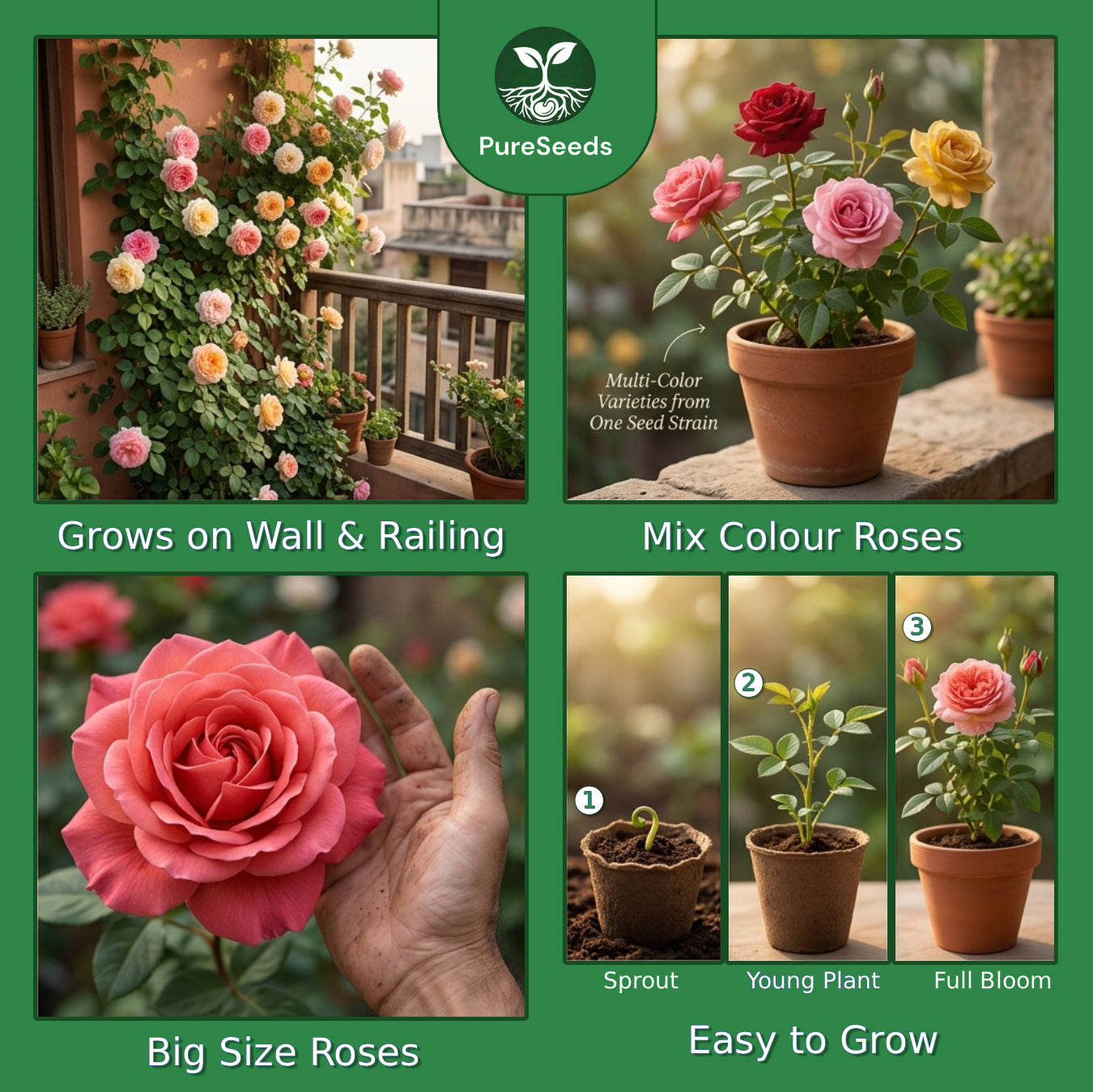 Premium Rose Seeds Pack 🌹