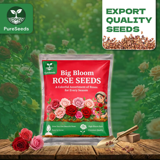 Premium Rose Seeds Pack 🌹