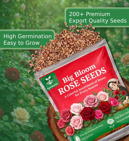 Premium Rose Seeds Pack 🌹