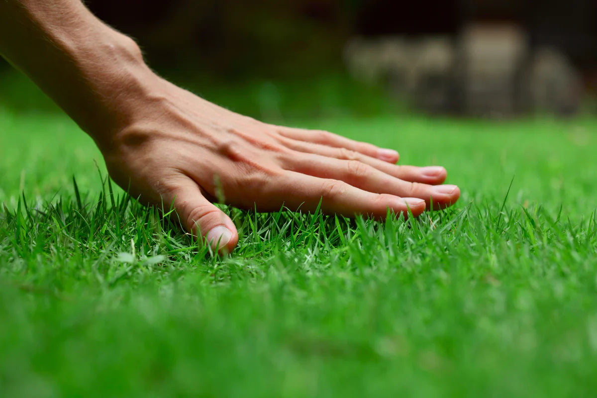 Evergreen Grass Seeds🌱