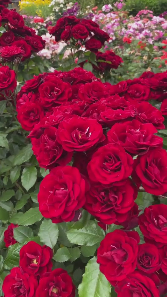 Super Saver Big Bloom Rose🌹Gardening Kit